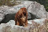 CAVALIER KING CHARLES 072